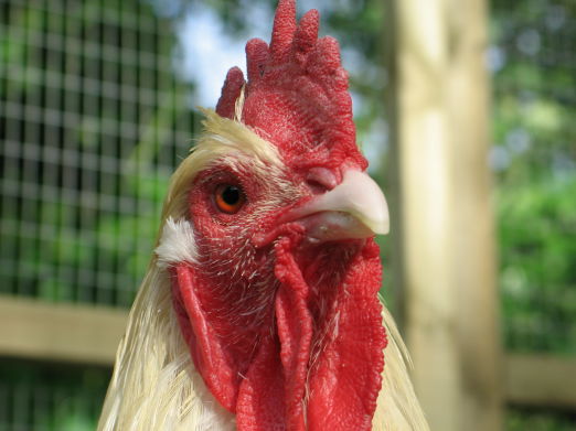 Hector the Cockerel