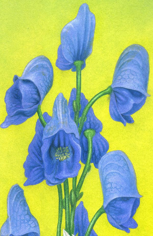 'Poison Flower Fairies: Aconitum Napellus, the Monkshood Fairy' - painting by Nancy Farmer