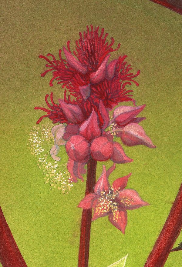 The Poison Flower Fairies: Ricinus Communis - close-up image 4