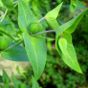 Euphorbia lathyris: inspiration for the Poision Flower Fairies